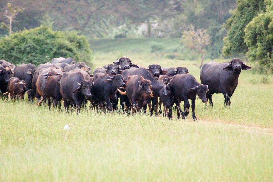 Jongerenreis_Sri-Lanka_Bootz17_export_w950