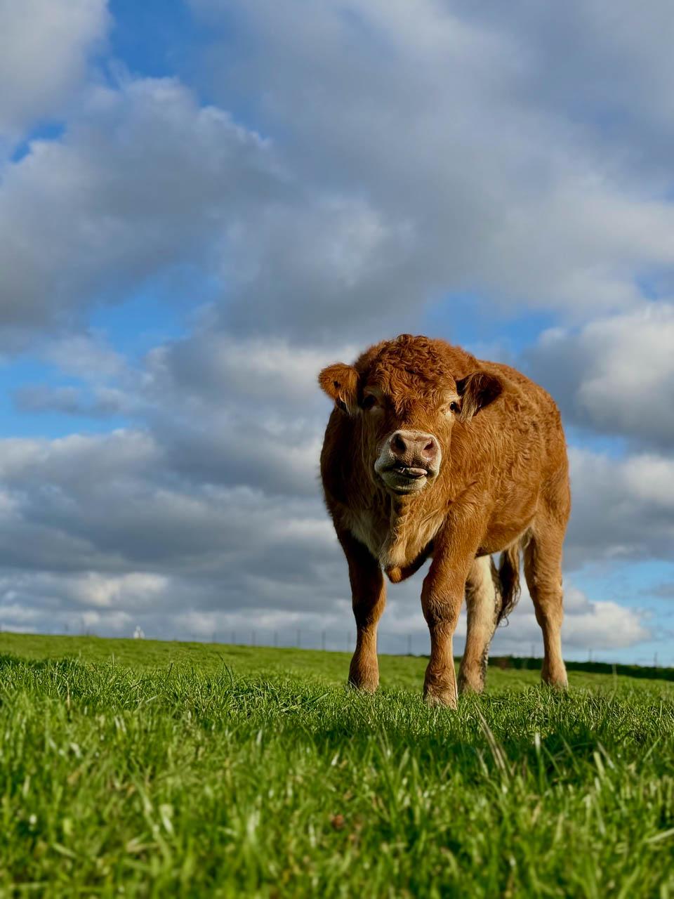 Daan Dhondt Daan Dhondt (8) Daan Dhondt