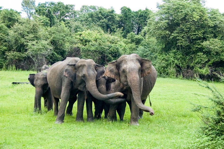 Jongerenreis_Sri-Lanka_Bootz19_export_w950