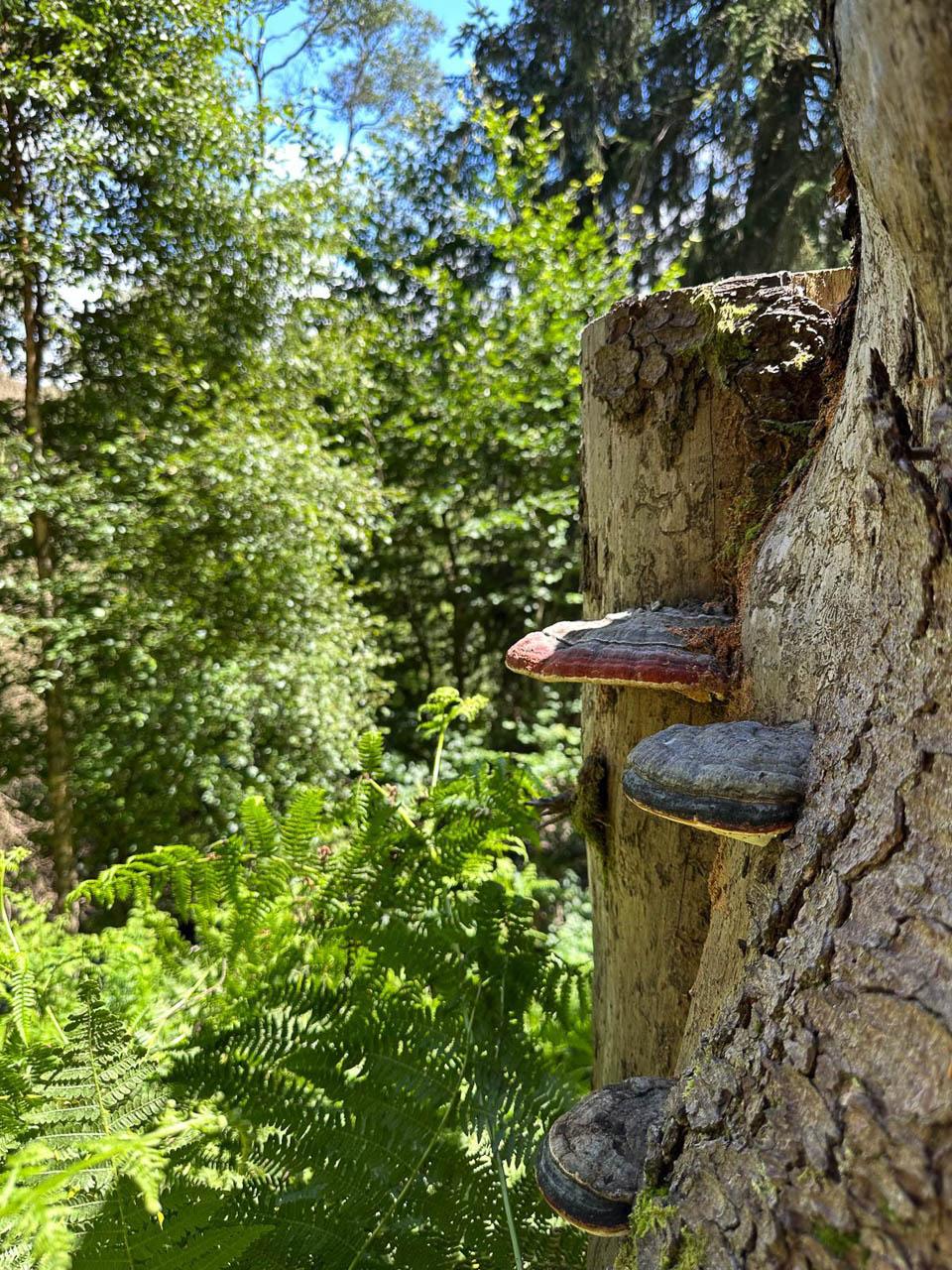 BE5VTA Venntrilogienancyjans2 Nancy Jans