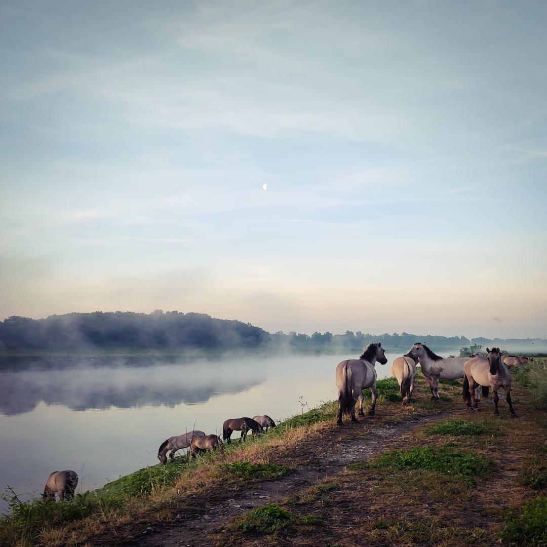 Paarden Maasvallei