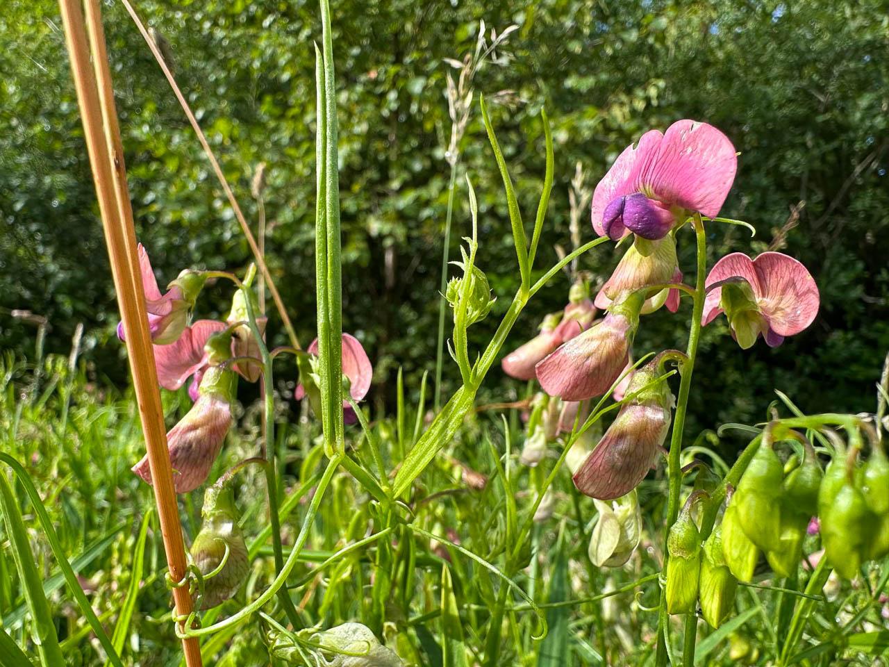 BE5VTA Venntrilogienancyjans12 Nancy Jans