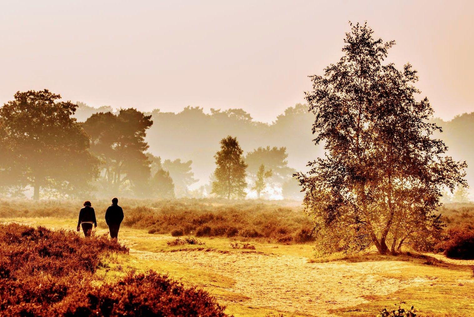 Wandelen op de Veluwe