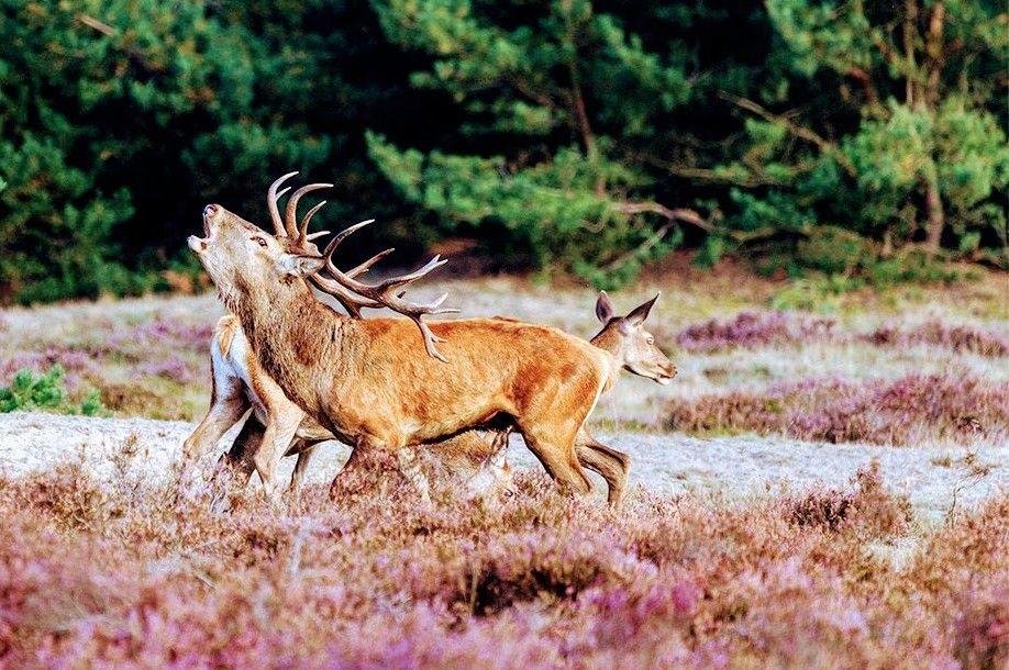 Wandelreis wild spotten