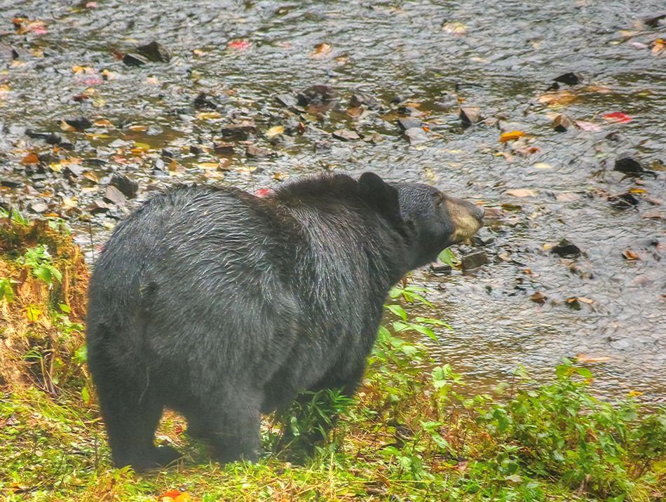 022 La mauricie