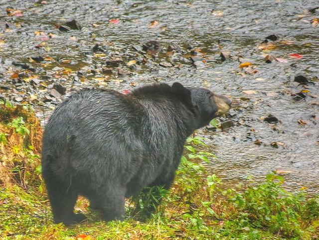 022 La mauricie