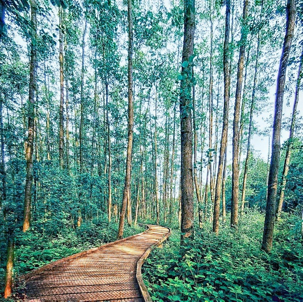 Wandelen Limburg