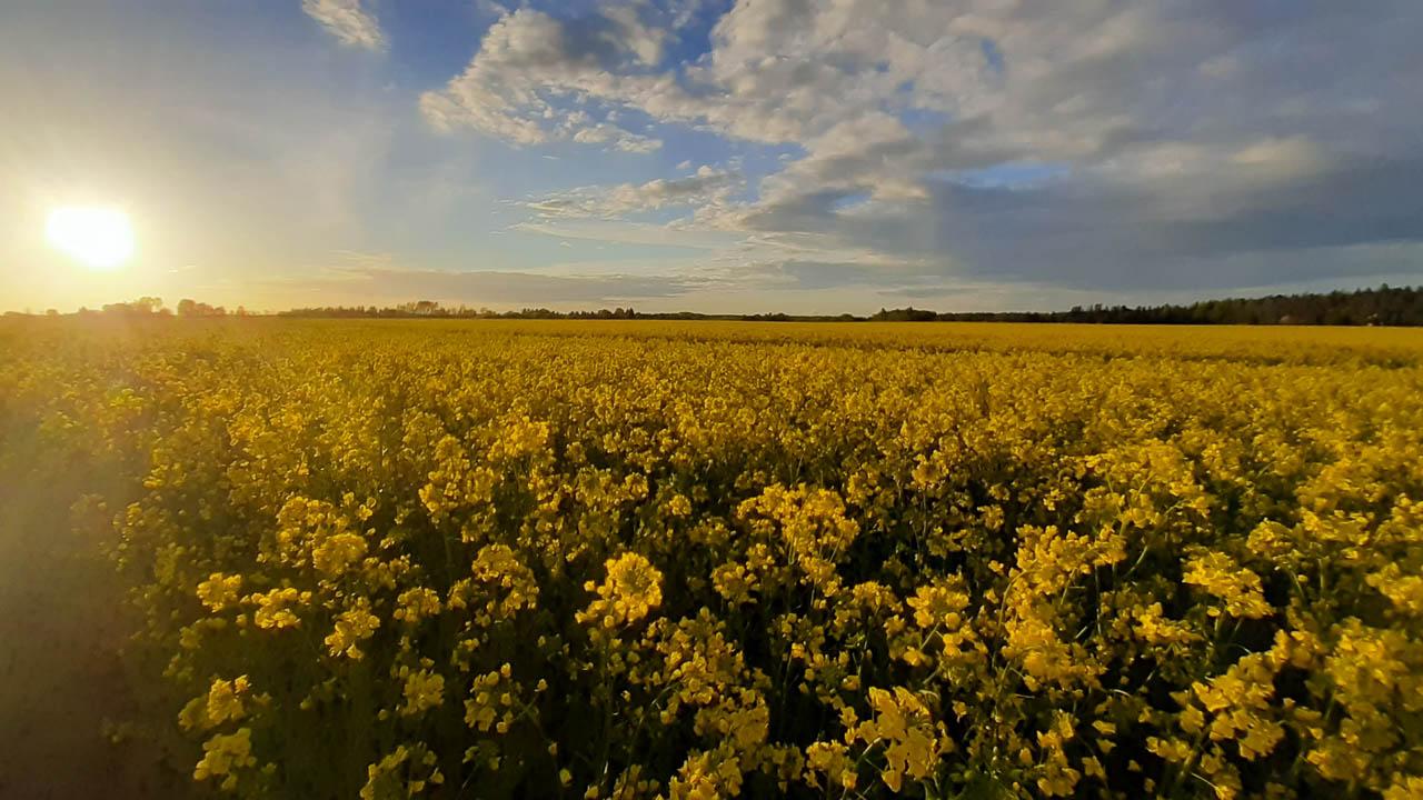 Femke Cnudde 20210523 205816 Femke Cnudde