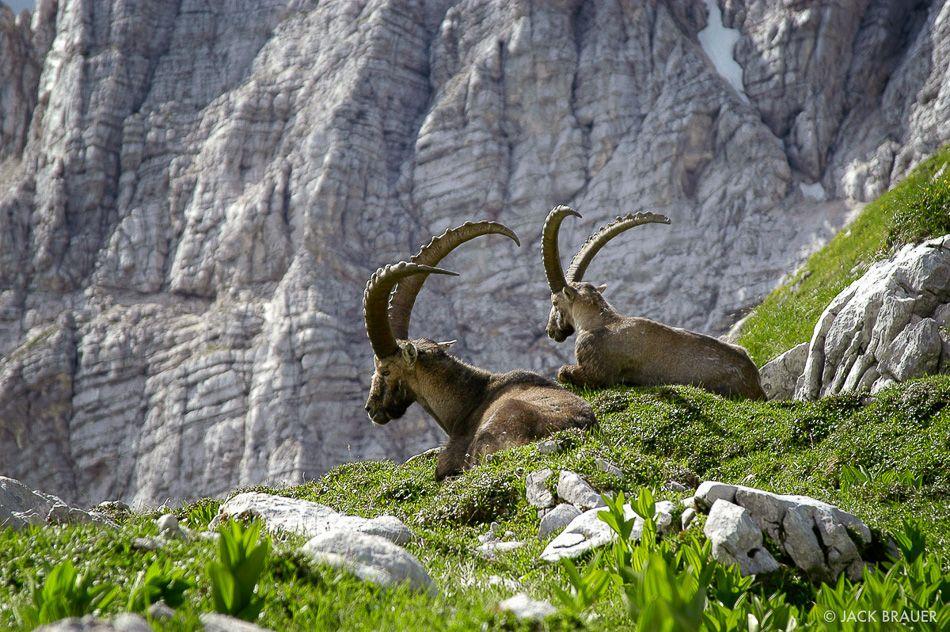 Ibex_export_w950