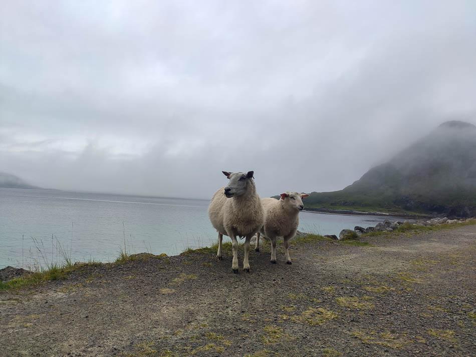 Lofoten 1 NO4LFO Truyken Ossenblok (Check Yentl Lori) Truyken Ossenblok W950