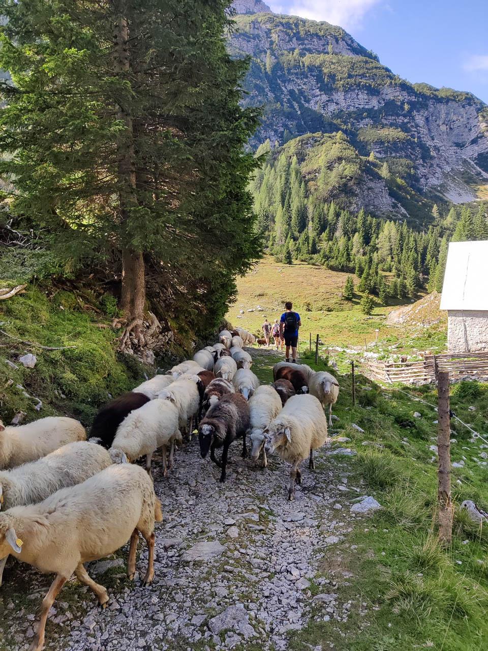 Shania Laureyns Shania Laureyns (11) Shania Laureyns