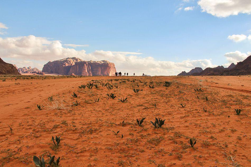 Wadi-Rumtrekking-14-Arne-Van-Wijnsberghe-Wadi-10_export_w950