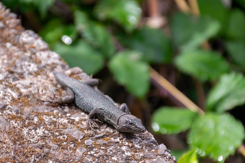 irismadeira-41-fotos-website-bootz-kaat-ureel-w950