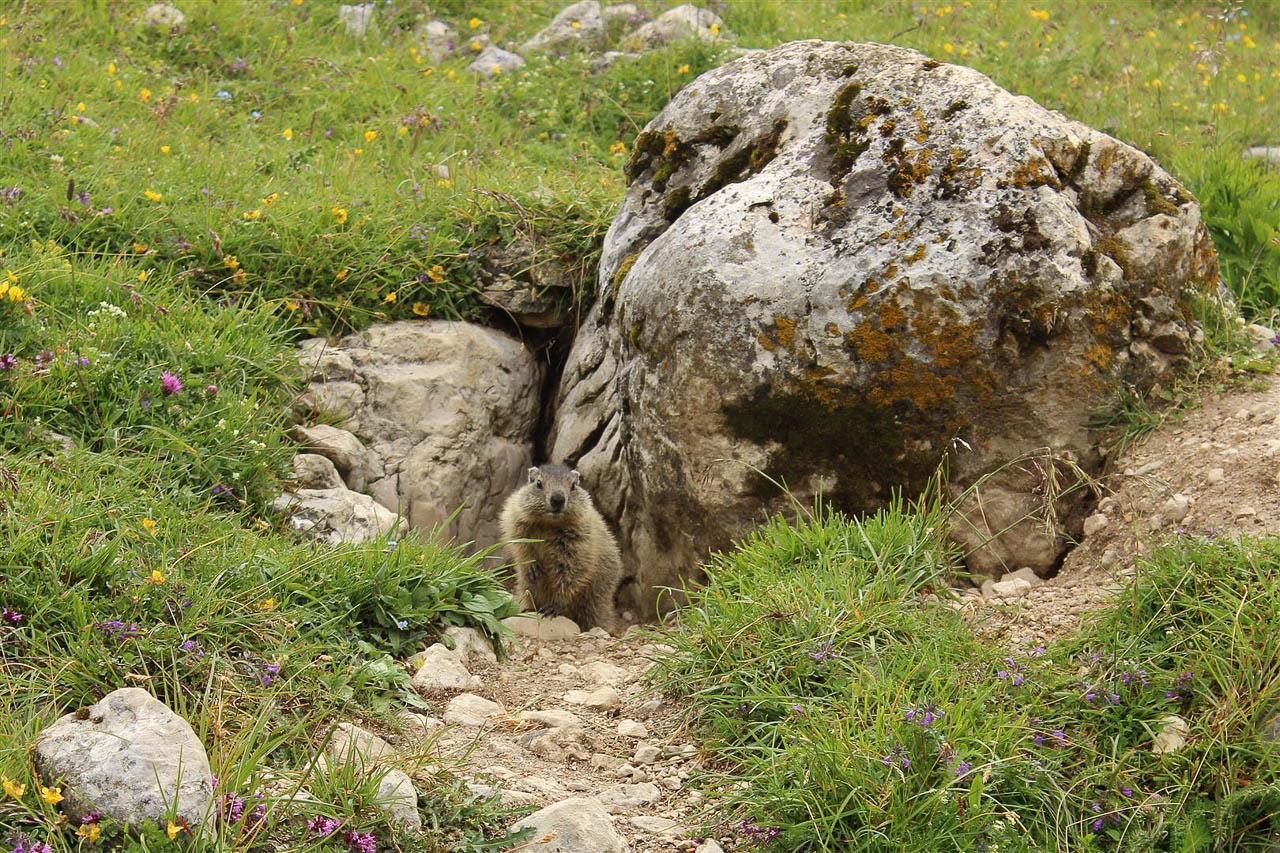 Dolomiti Robin 0779 (Large) Selectie W1280