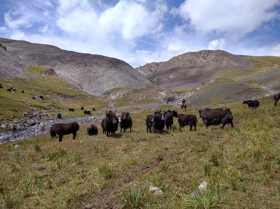 IMG 20220802 132459 1 Kirgizië Selectie Olivier Van Hoey W950