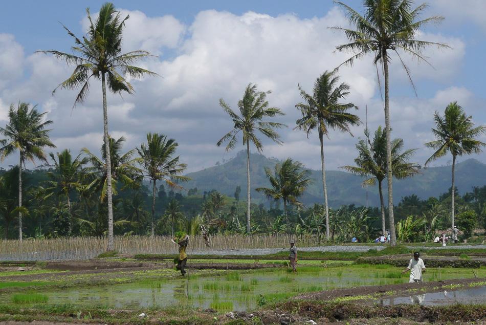 Indon-jong-08-Saartje-De-Neve-P1020231_export_w950