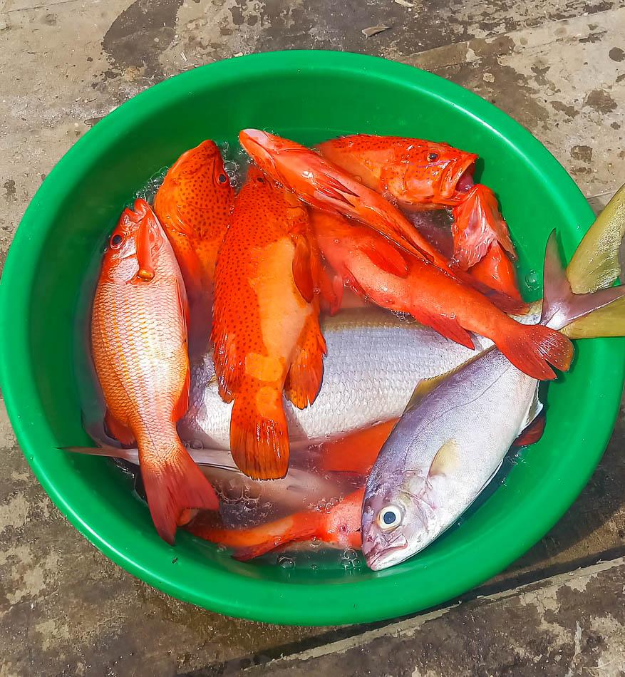 Achtdaagse 20230203 135842 Frederik Vrijs W950