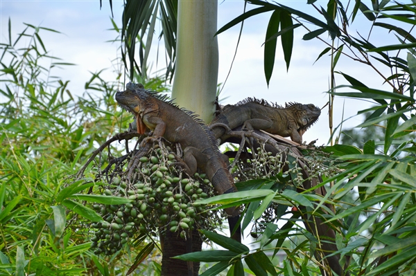 Costa Rica - Van jungletrekkings tot wildwaterplezier