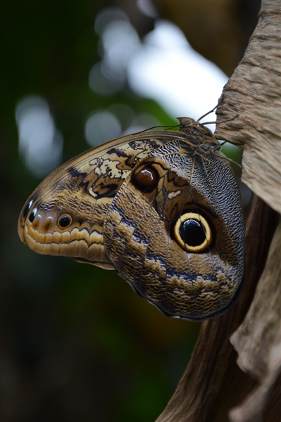 Costa Rica - Van jungletrekkings tot wildwaterplezier