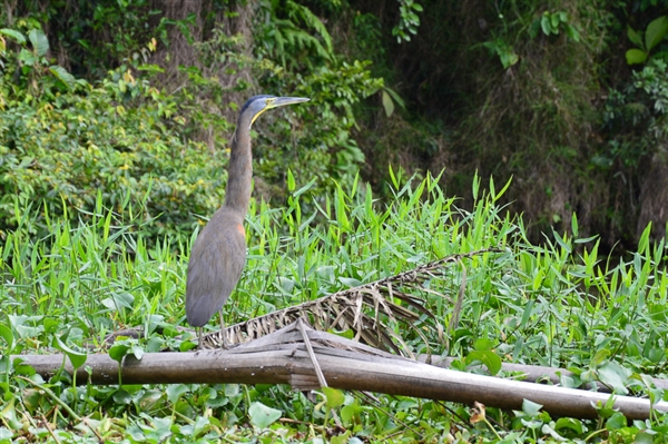 Costa Rica - Van jungletrekkings tot wildwaterplezier