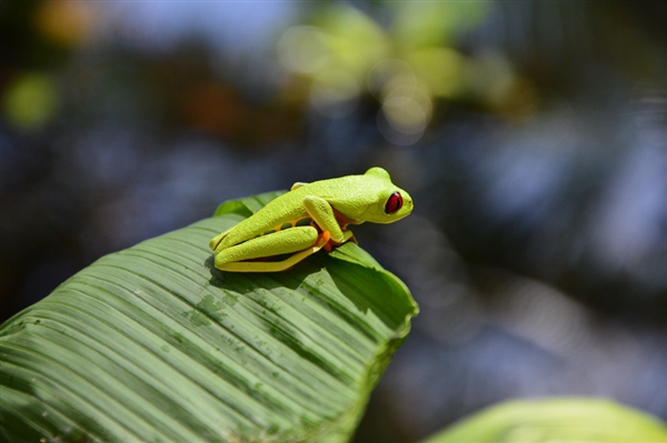 Costa Rica - Van jungletrekkings tot wildwaterplezier