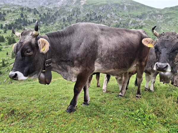 Zwitserland - Berner Oberland