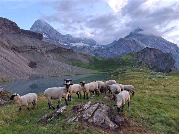 Zwitserland - Berner Oberland